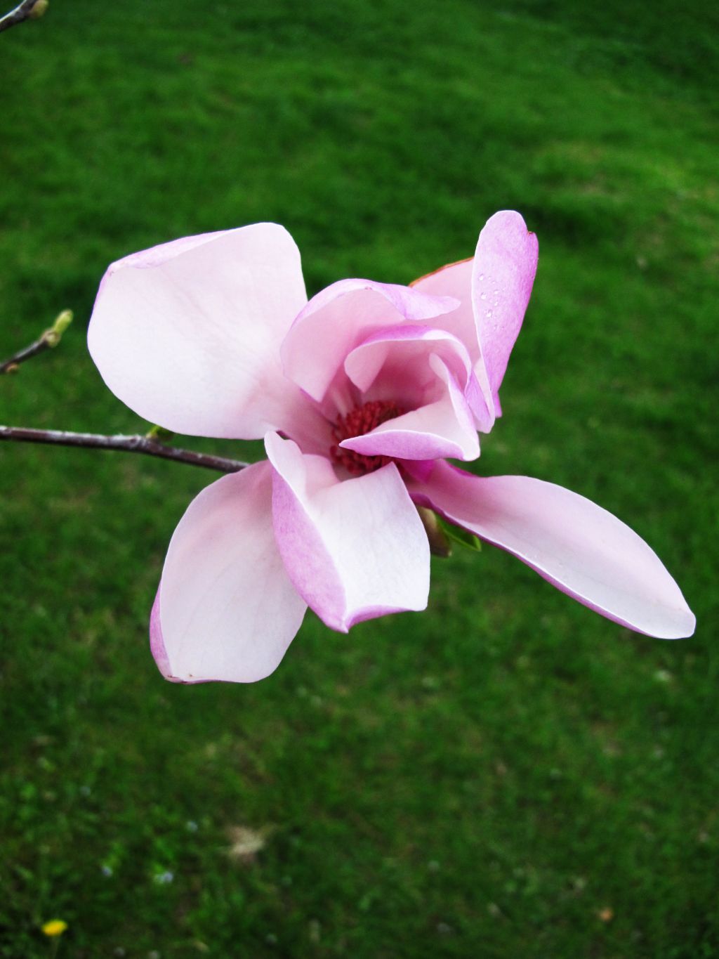 Magnolie roz