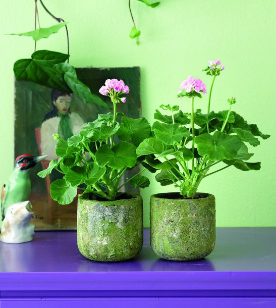 adelaparvu.com despre muscate in sezonul rece Pelargonium  (5)