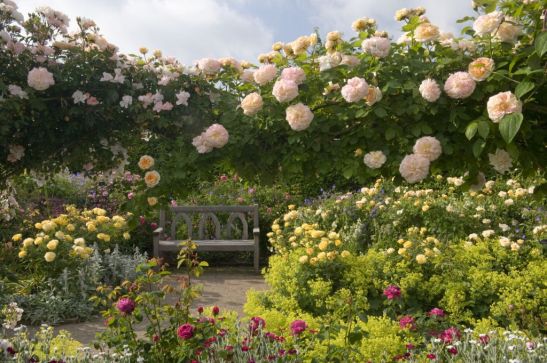 The Shrub Rose Garden cu diferite varietăți de trandafiri Rosa "Reve d'Or" , Rosa "Goldbusch", Rosa "Molineux" și Rosa "Wisley", în grădina de trandafiri RHS Rosemoor din Devon, Marea Britanie