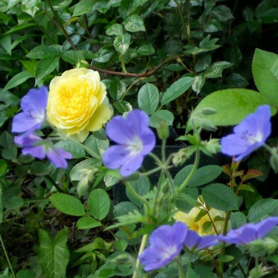 In gradina Roxanei trandafirul The Pilgrim si florile Geranium Brookside